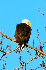 A bald eagle sitting on top of a tree branch.