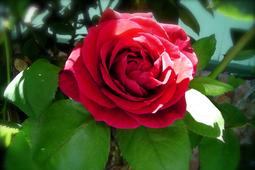 A red rose is shown with leaves.